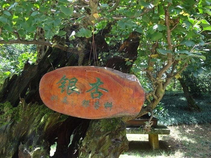山东下寺村A20#