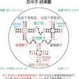 反中子
