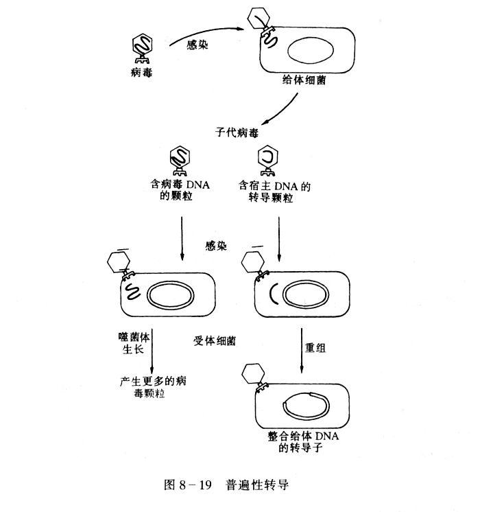 普遍性转导