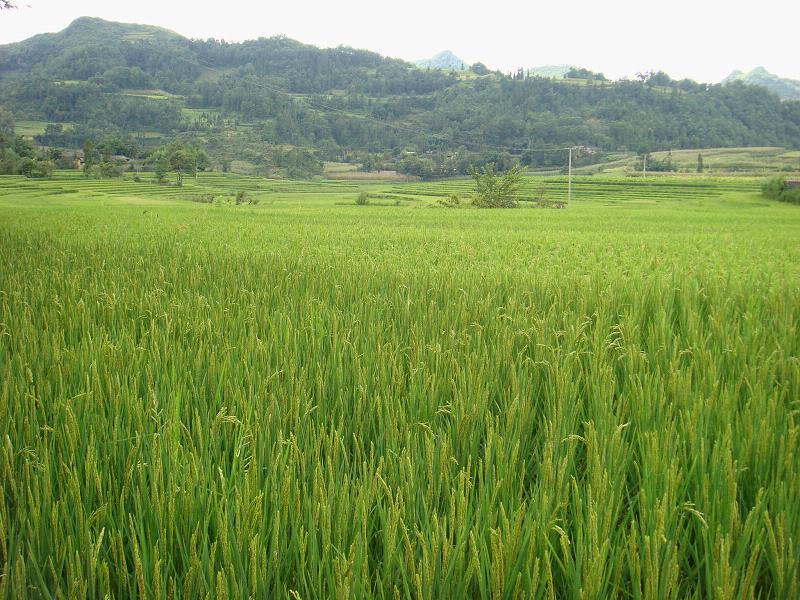 老盐盘村