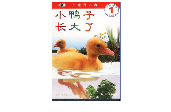 儿童目击者：小鸭子长大了