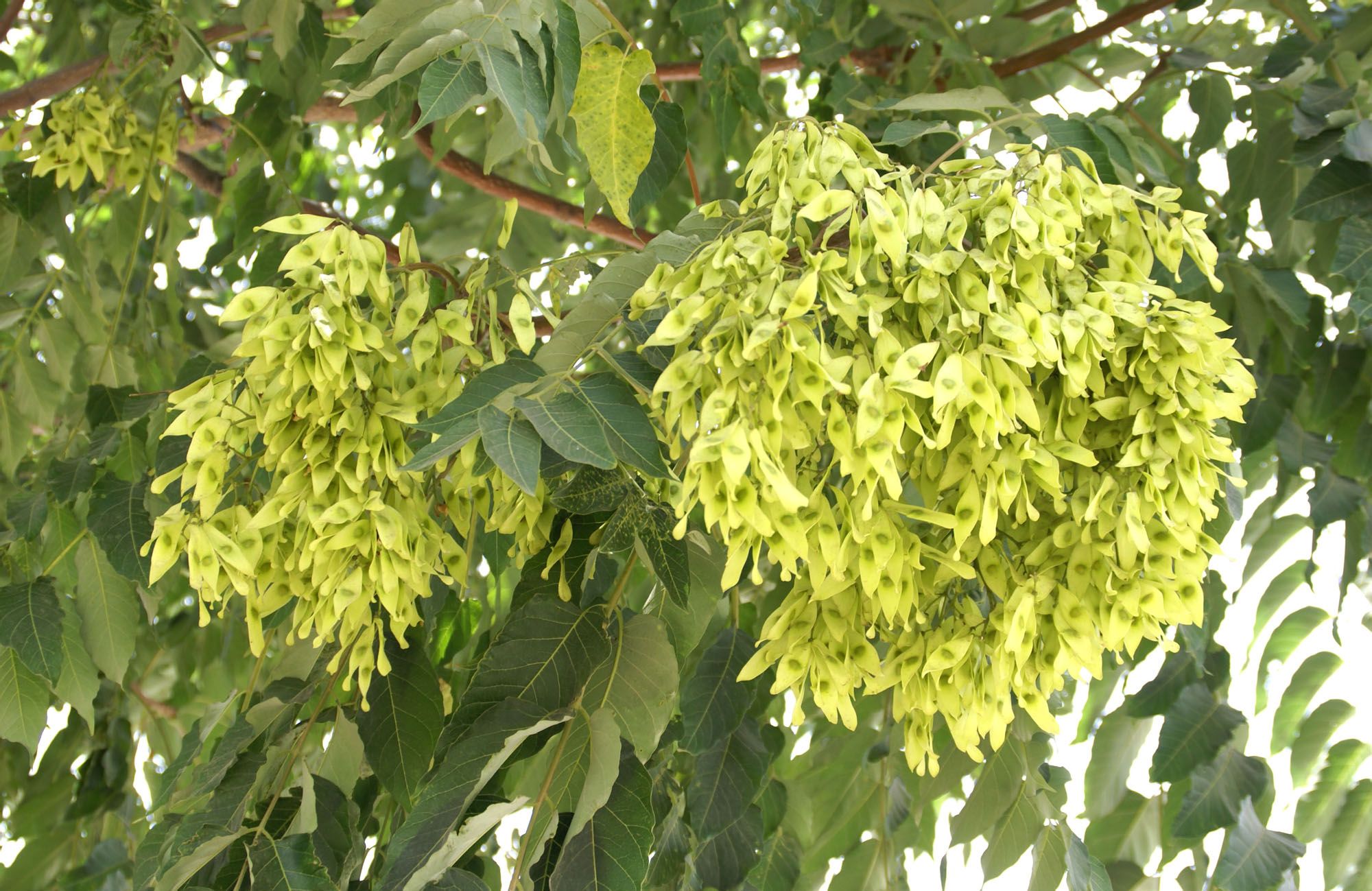 臭椿无性系-49