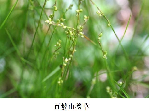 百坡山薹草 百坡山薹草