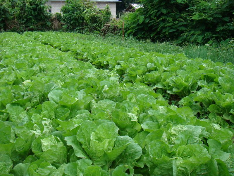 蔬菜种植 蔬菜种植