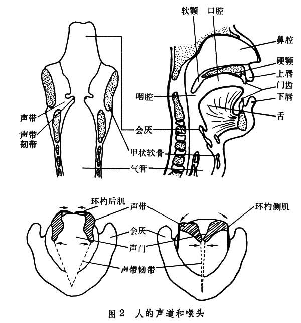 声道 声道