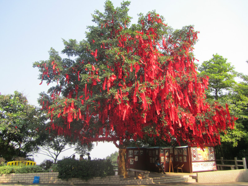 许愿树 许愿树