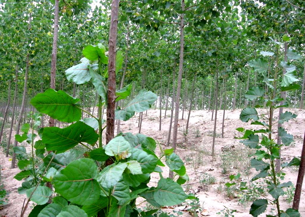 C12
