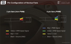 noctua noctua