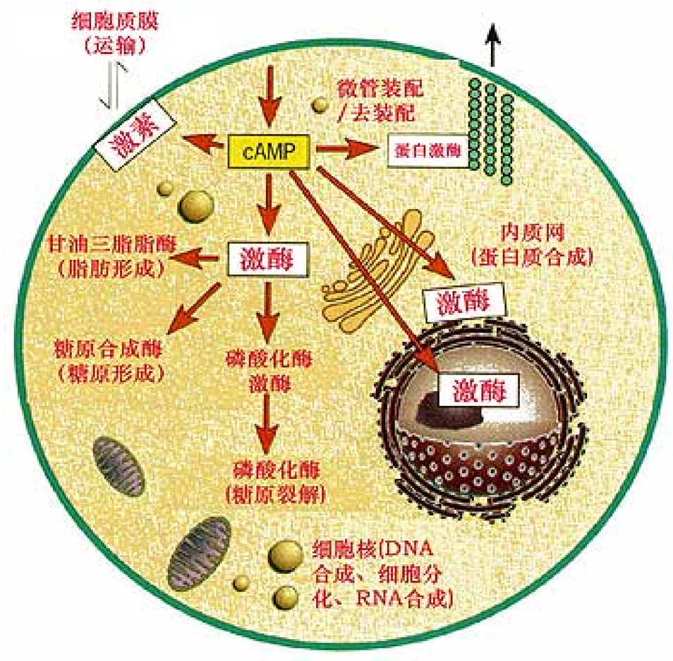 环磷酸腺苷(cAMP(环磷酸腺苷)) 环磷酸腺苷(cAMP(环磷酸腺苷))