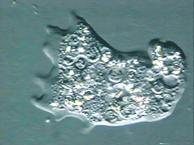 变形虫属