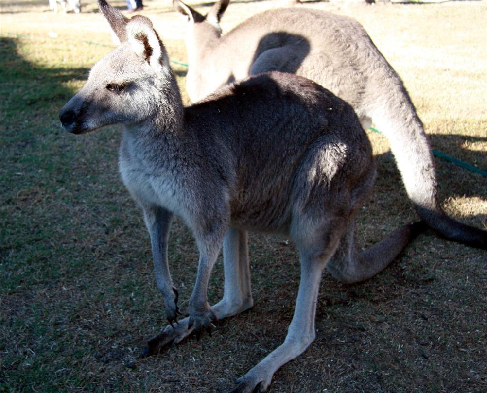 kangaroo