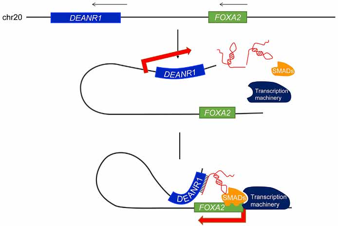 长非编码rna(lncrna)