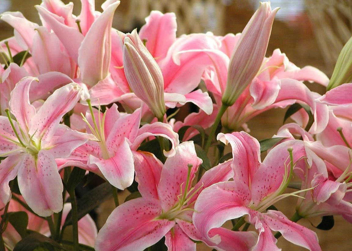 葵百合(Lilium cv. &amp 葵百合(Lilium cv. &amp