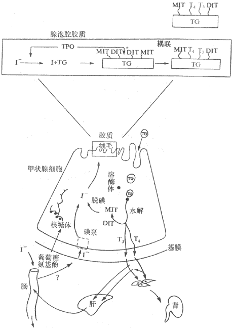甲状腺激素合成及代谢示意图 甲状腺激素合成及代谢示意图