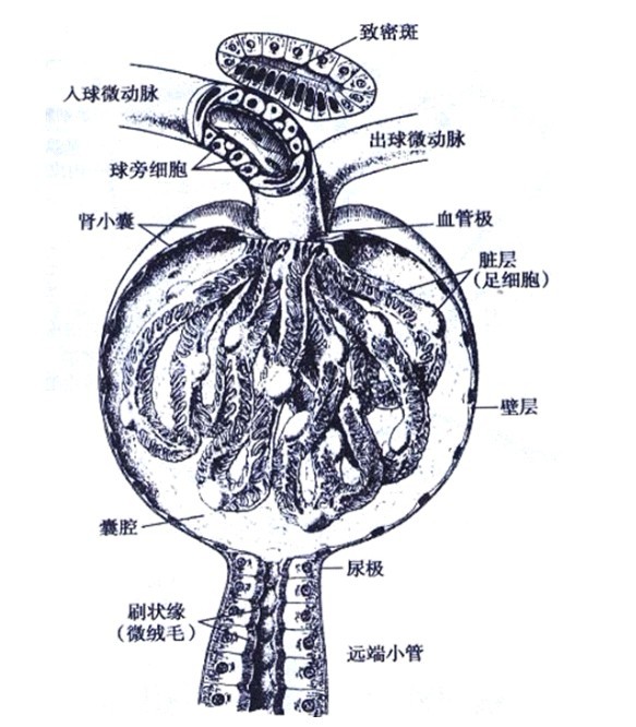 肾小球结构 肾小球结构
