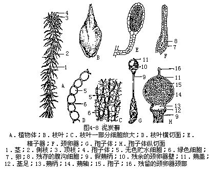 泥炭藓