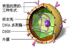 B肝病毒 B肝病毒