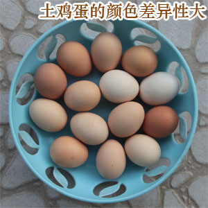 土鸡蛋的颜色差异性较大 土鸡蛋的颜色差异性较大