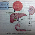 B肝七项