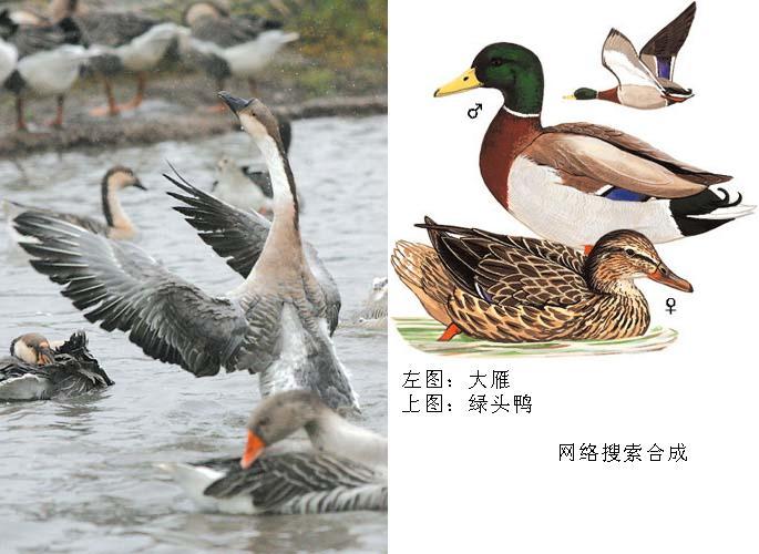雁鸭类 雁鸭类