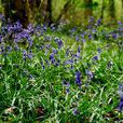 bluebell