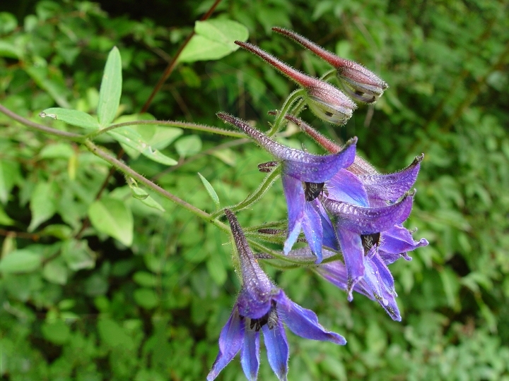 冀北翠雀花 冀北翠雀花