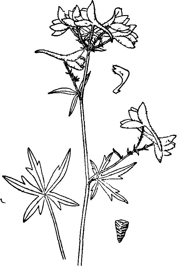细须翠雀花（变种）