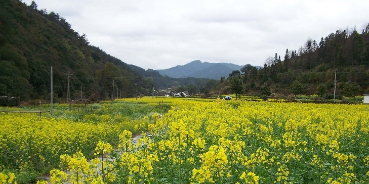 村里农田风貌