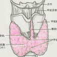 桥本氏甲状腺病