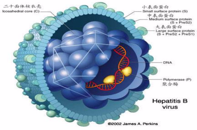 B肝病毒DNA检测
