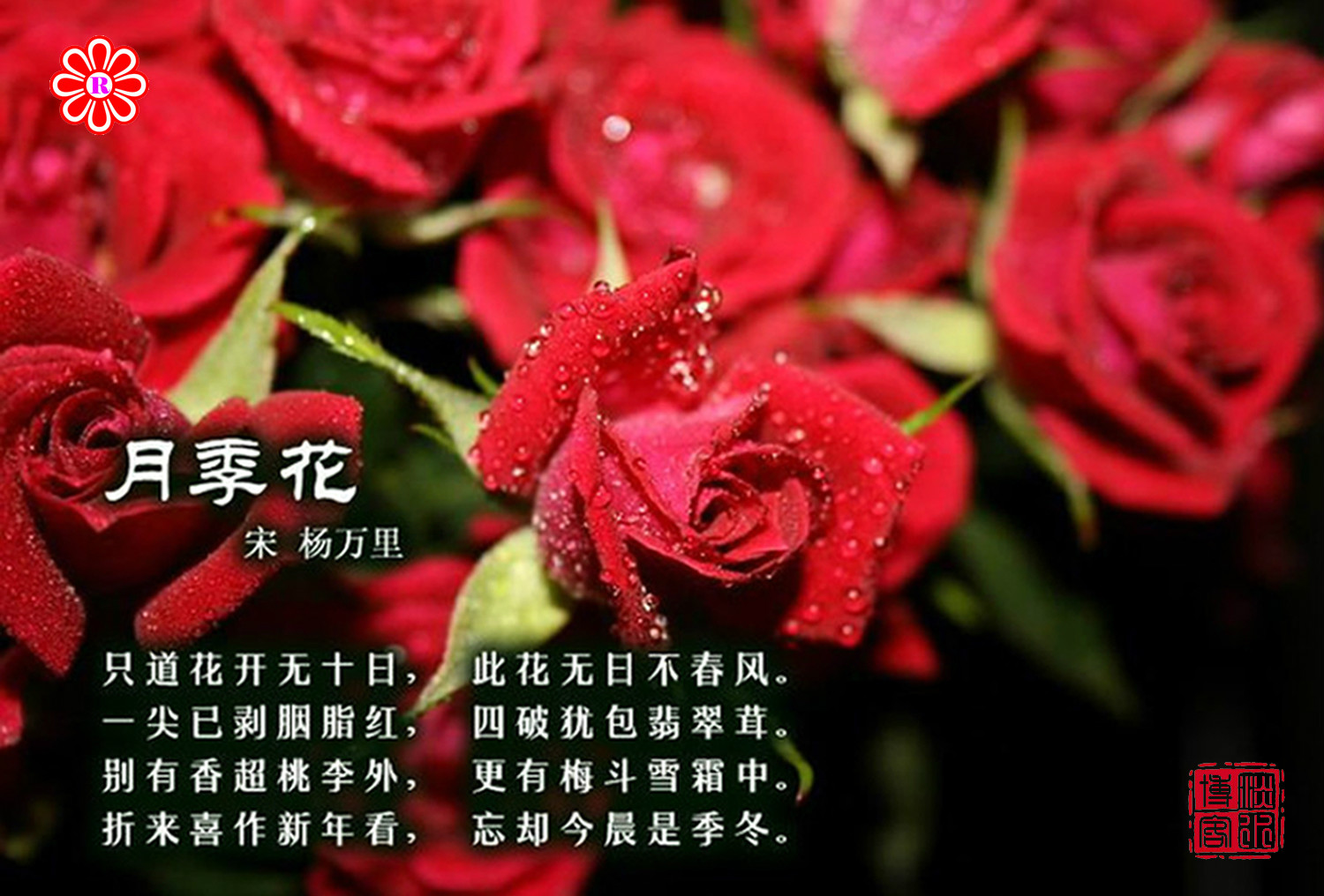 月季花(诗词选赏)