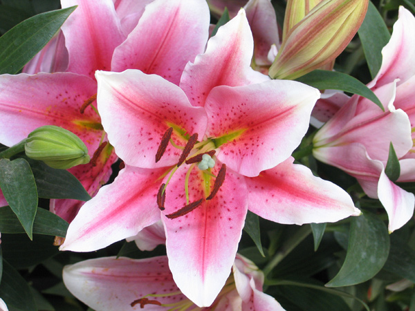 葵百合(Lilium cv. &amp 葵百合(Lilium cv. &amp
