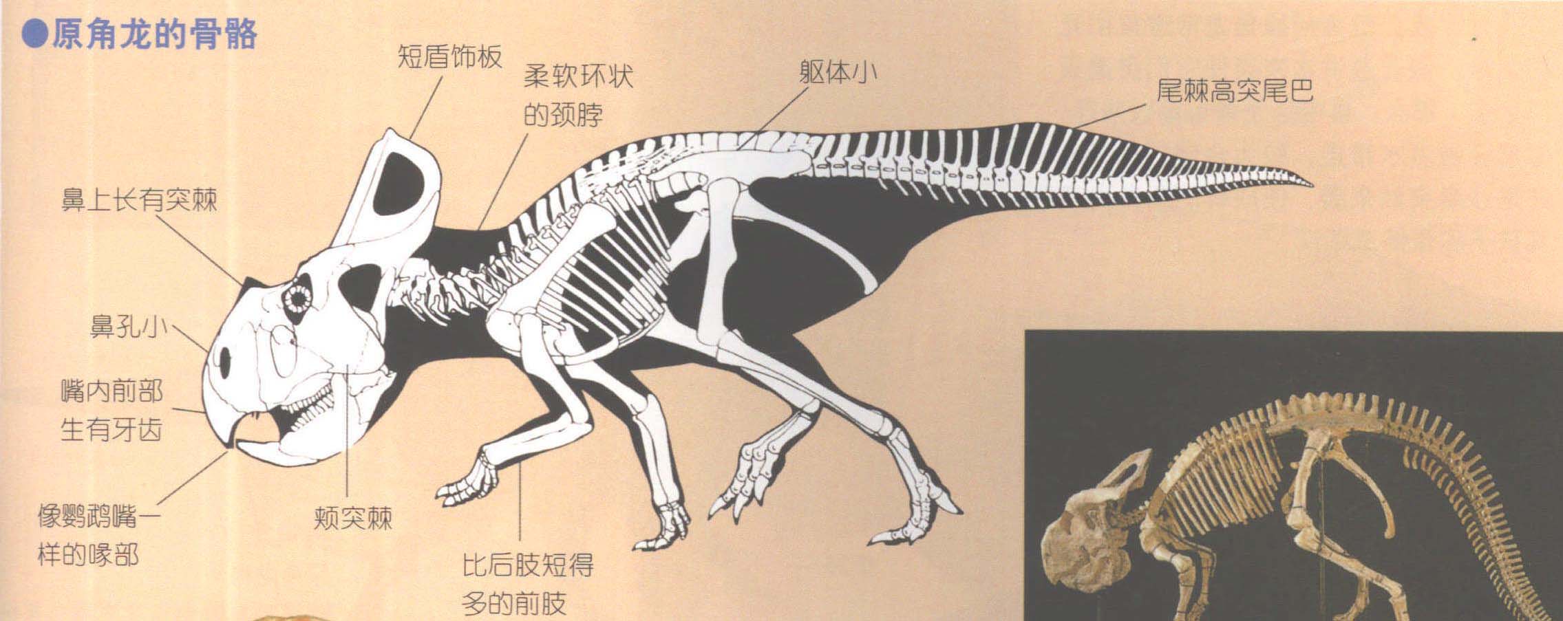 原角龙的骨骼 原角龙的骨骼