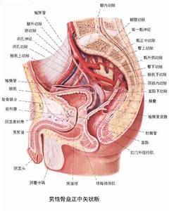 肾发育不良(图1) 肾发育不良(图1)