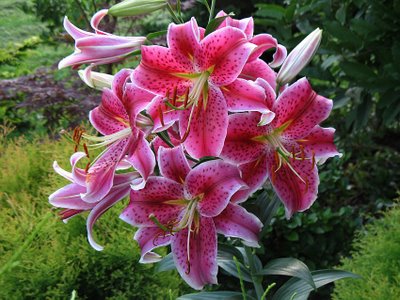葵百合(Lilium cv. &amp 葵百合(Lilium cv. &amp