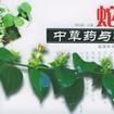蛇伤中草药与验方