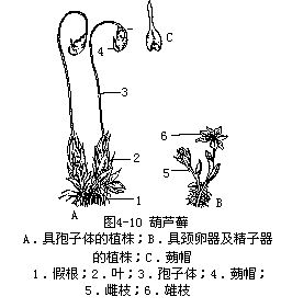 葫芦藓属