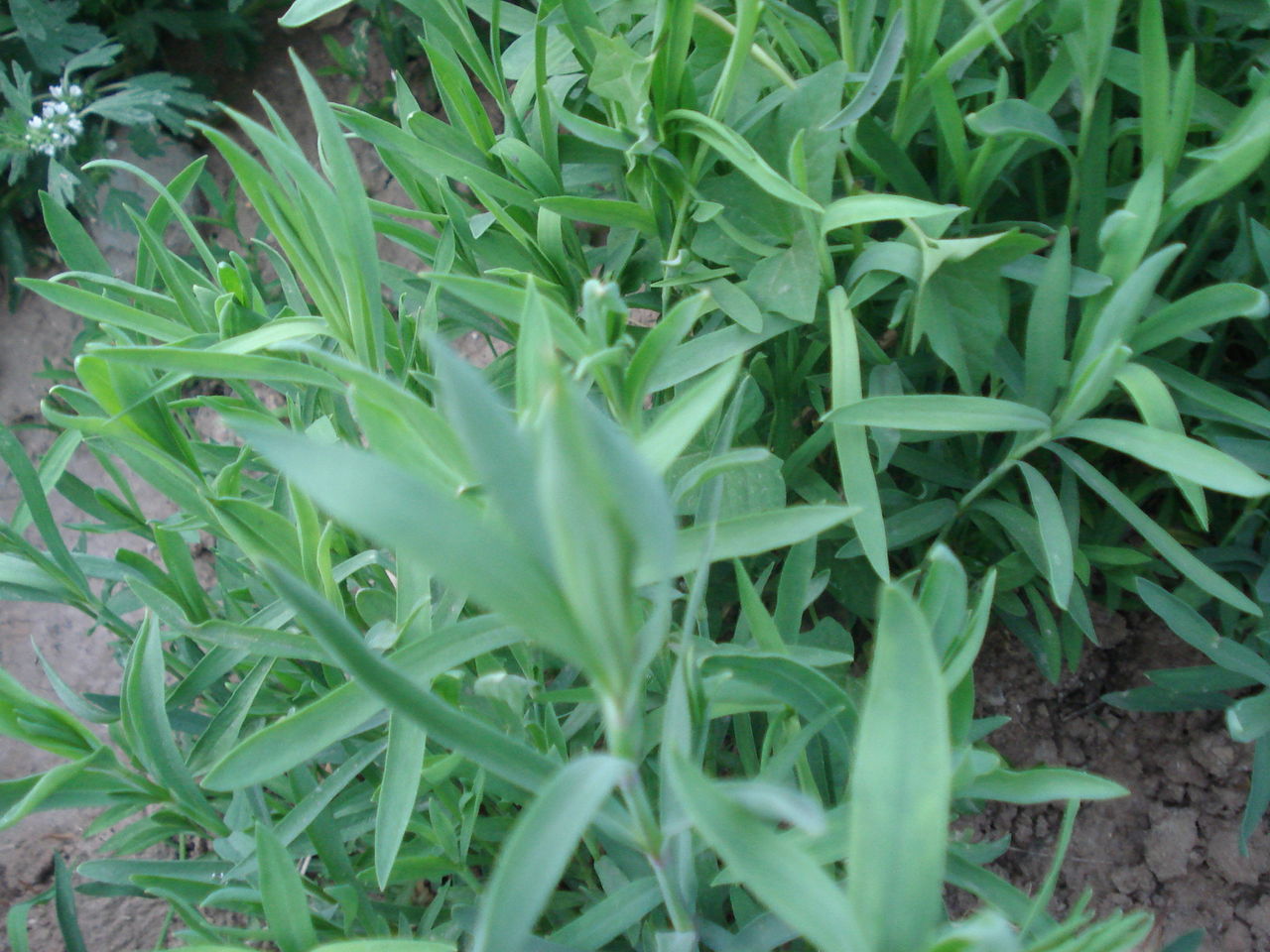 植物提取 植物提取