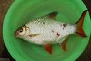 红鳍鲫