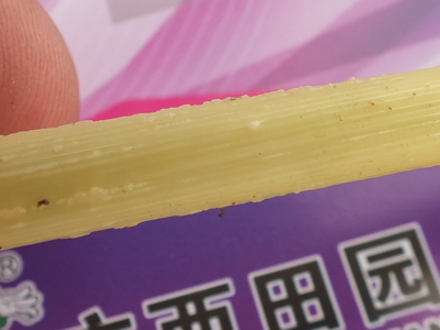 白色蜡状凸起特写 白色蜡状凸起特写