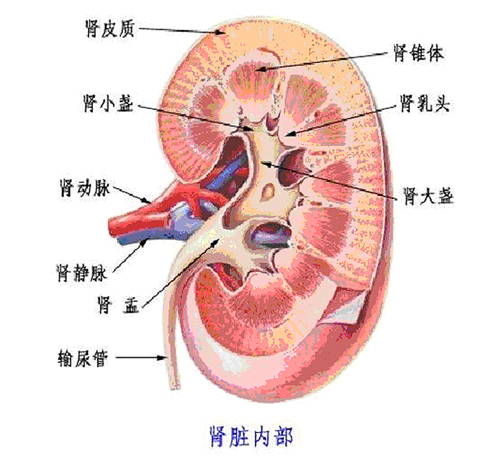 肾脏急性损伤