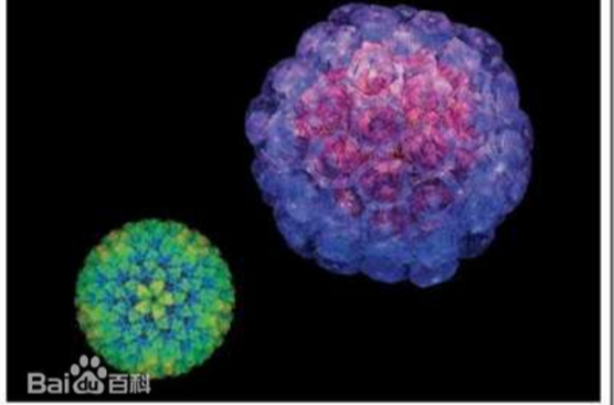 CD4