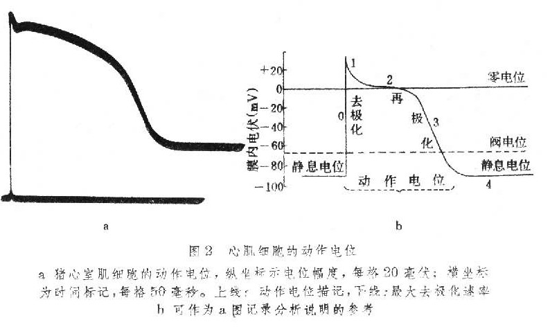 心肌细胞的动作电图 心肌细胞的动作电图