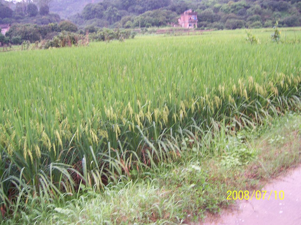 白土乡水稻 白土乡水稻