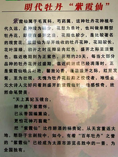 紫霞仙介绍 紫霞仙介绍