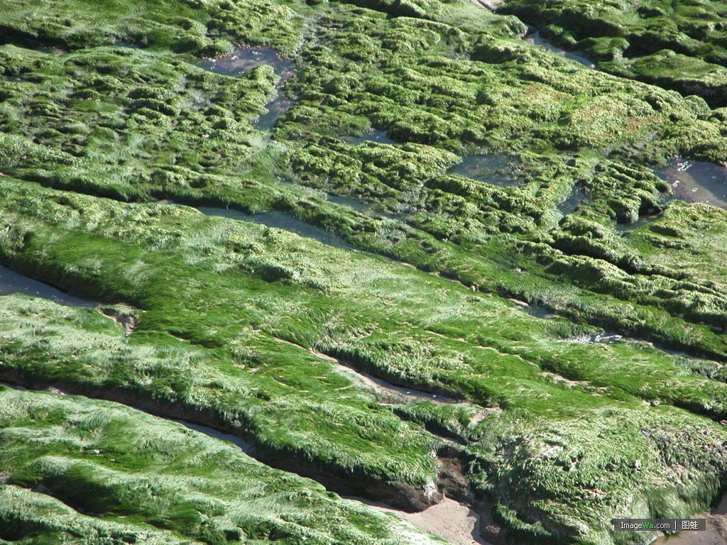 苔藓生长地