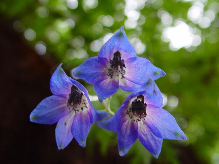 冀北翠雀花 冀北翠雀花