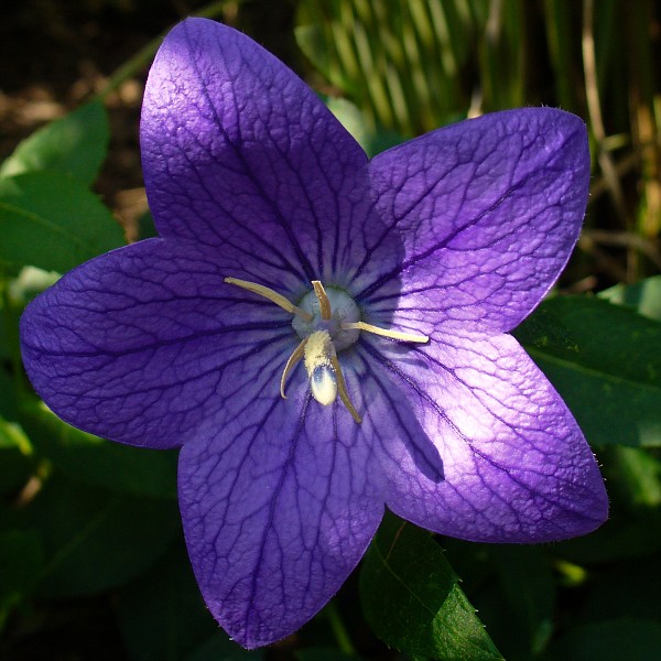 bluebell