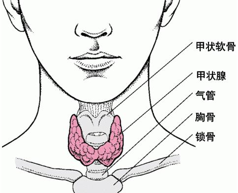 甲状腺功能亢进性心肌病