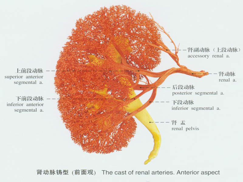原发性肾小球肾炎